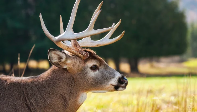 Malattie infettive trasmesse all'uomo dagli animali selvatici